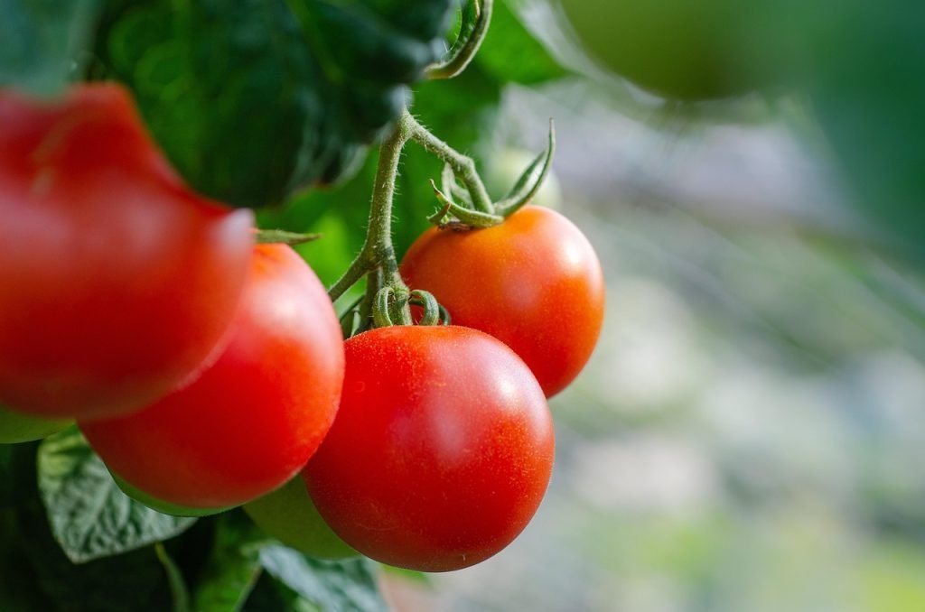 tomatoes, fresh, bush, vegetables, healthy, harvest, tomatoes, tomatoes, tomatoes, tomatoes, tomatoes, vegetables, vegetables