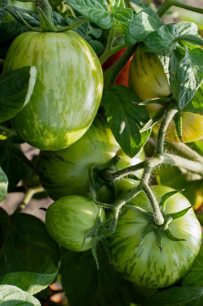 tomatoes, nature, fruits, plant, green tomatoes, vegetable, food, healthy, nutrition, organic, produce, harvest, closeup