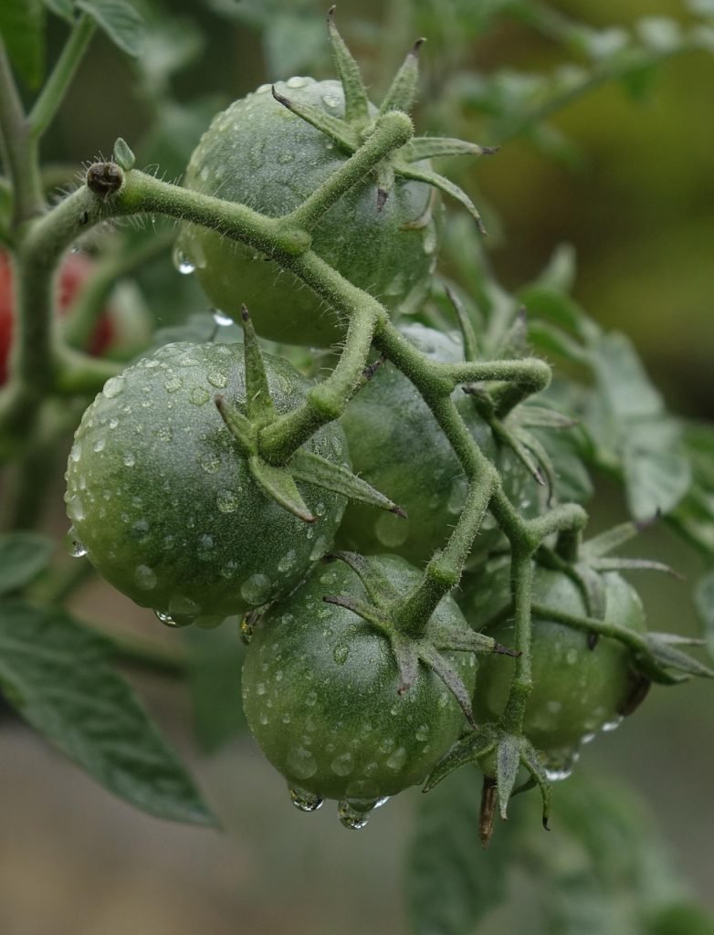 tomatoes, green, immature, waterdrop, wet, food, vegetables, fresh, tomatoes, tomatoes, tomatoes, green, green, green, green, green, food, food, vegetables